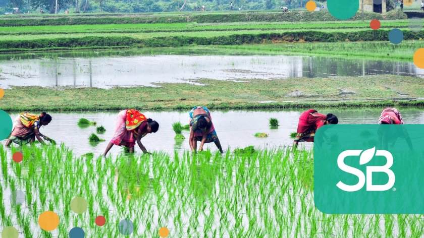 Рисовые плантации в Индии