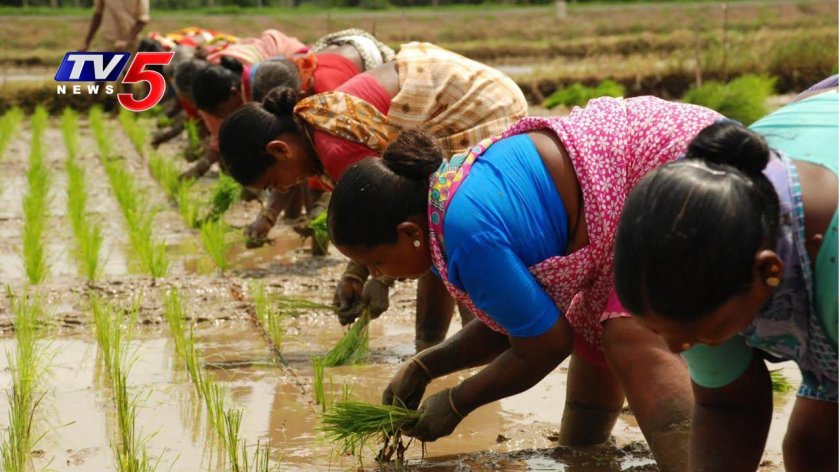 Сельскохозяйство Индии