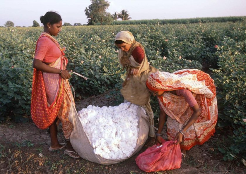 Сельское хозяйство Индии хлопчатник