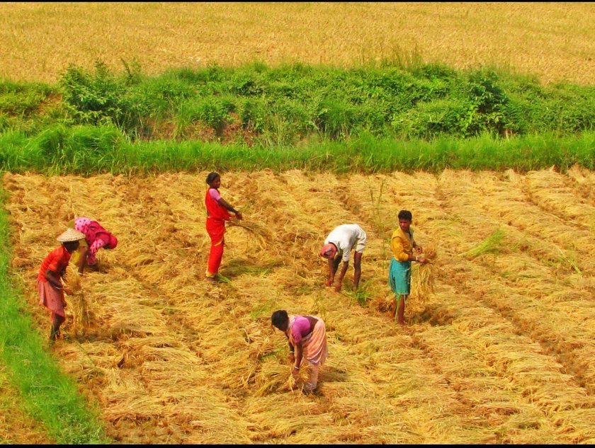 Сельскохозяйство Индии