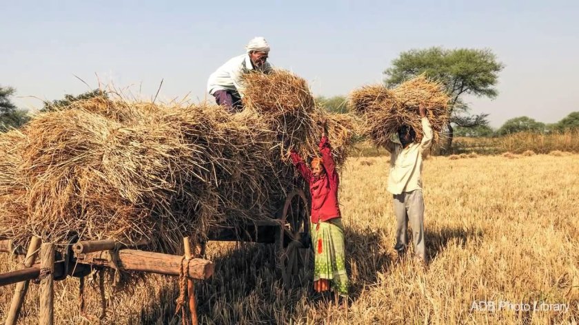 Сельское хозяйство Индии Индии