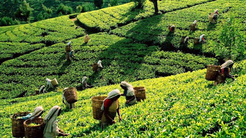 Шри Ланка экскурсии на чайные плантации