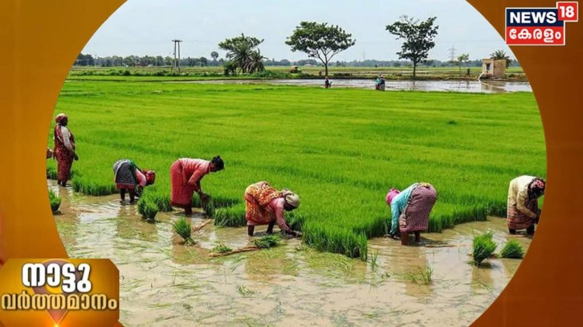 Сельскохозяйственные культуры индии