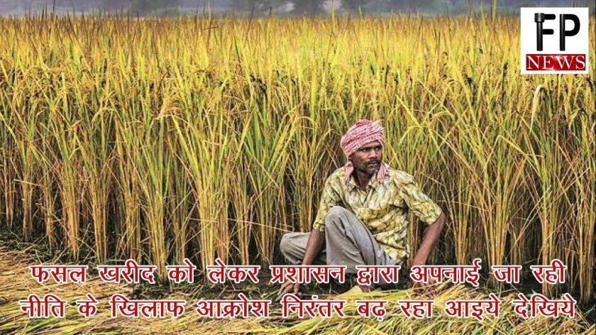 Рисовые поля в Индии