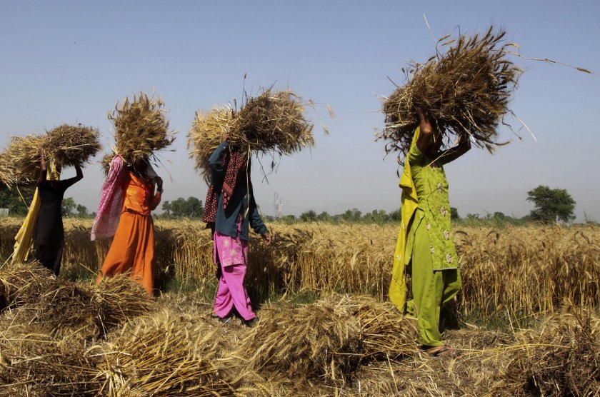 Сельскохозяйство Индии