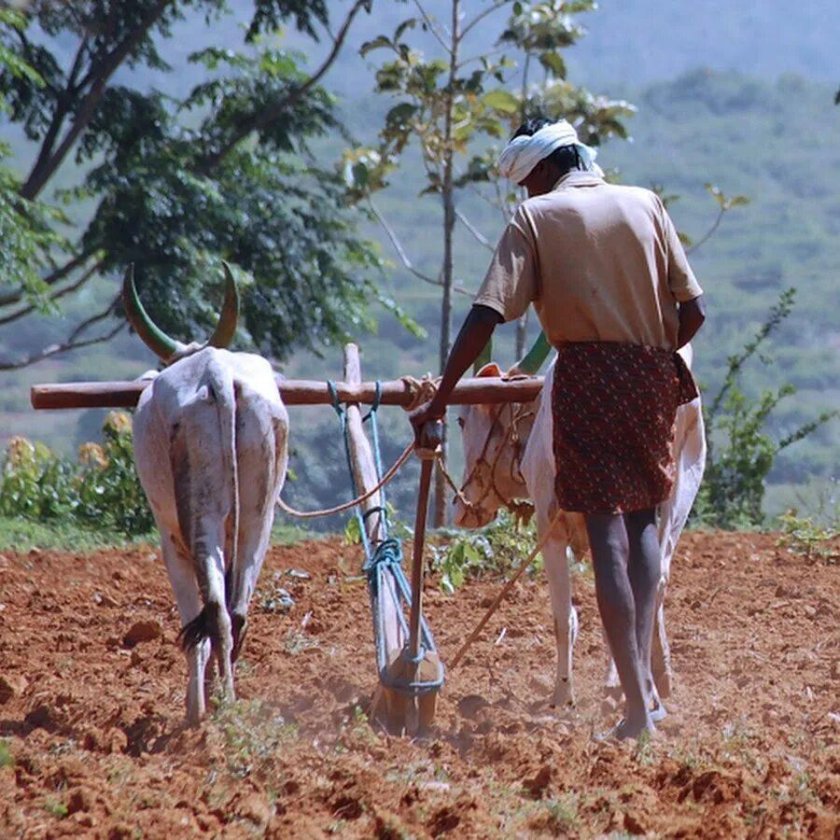 Сельскохозяйство Индии