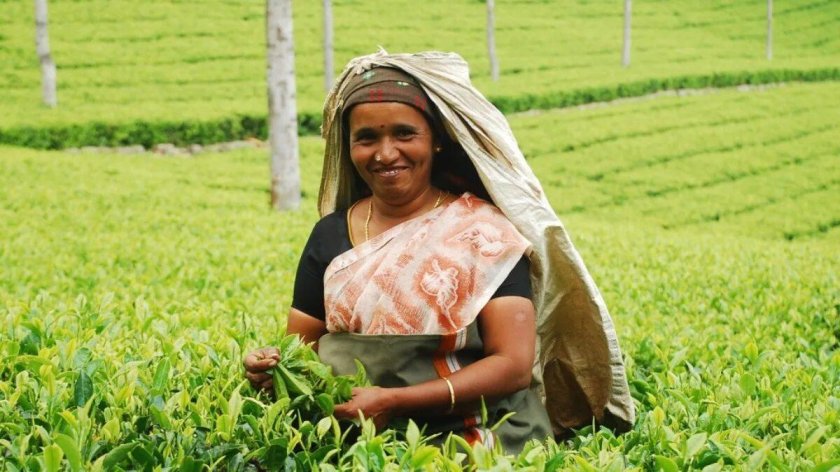 Сельское хозяйство Индии чай