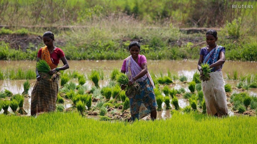 Сельское хозяйство Индии