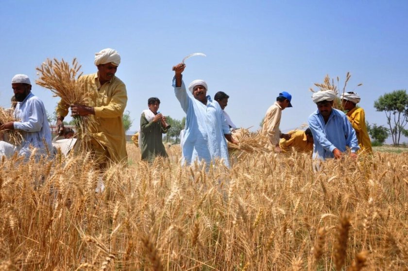 Сельскохозяйство Индии