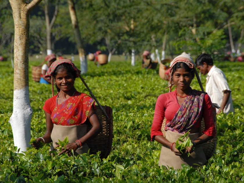 Сельскохозяйство Индии