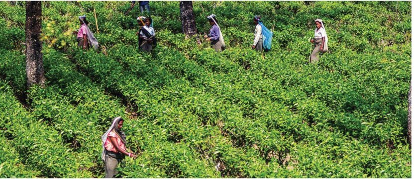 Сельскохозяйство Индии