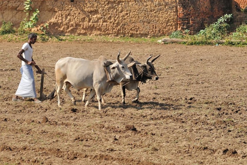 Сельскохозяйство Индии