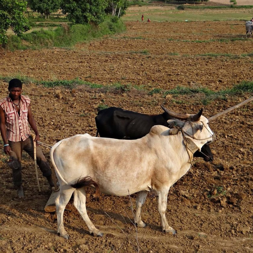 Сельскохозяйство Индии