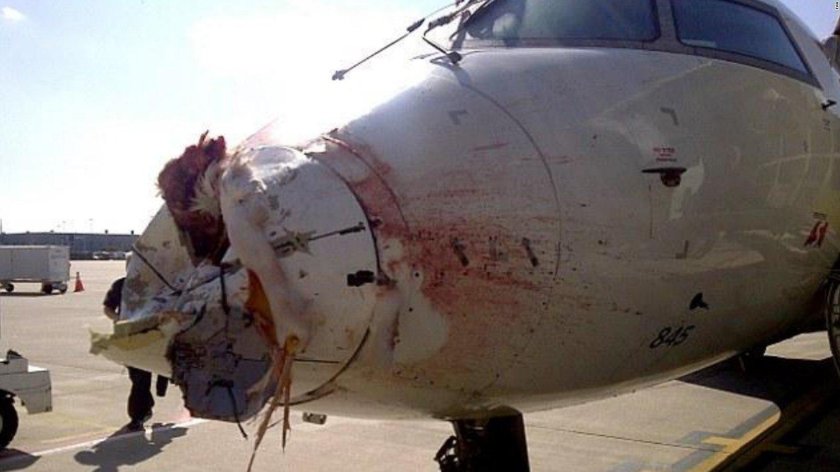 Столкновение самолета с птицей