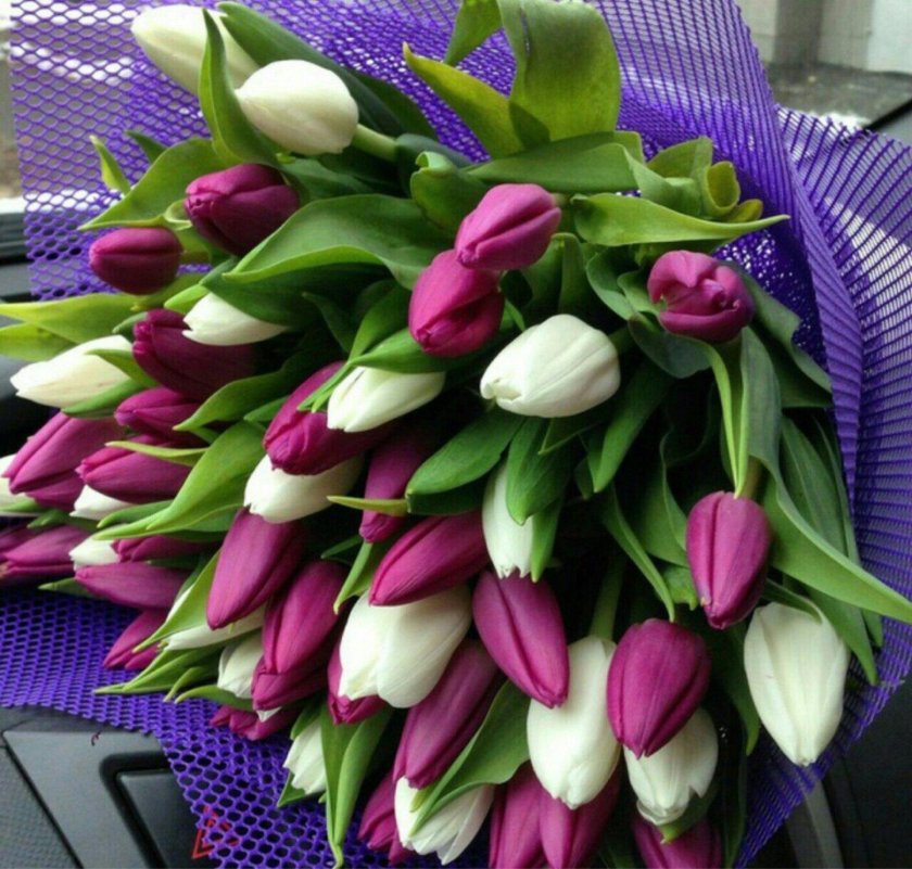 Тюльпаны Орис