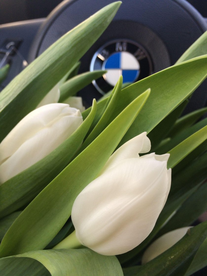 Белые тюльпаны