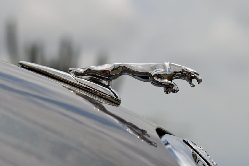 Ягуар на капоте