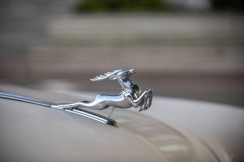 Волга с оленем на капоте