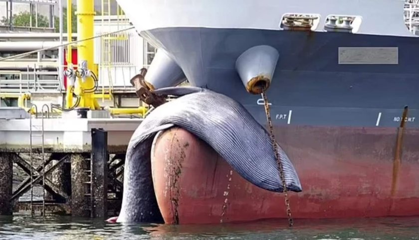 В Японии корабль причалил с китом на носу