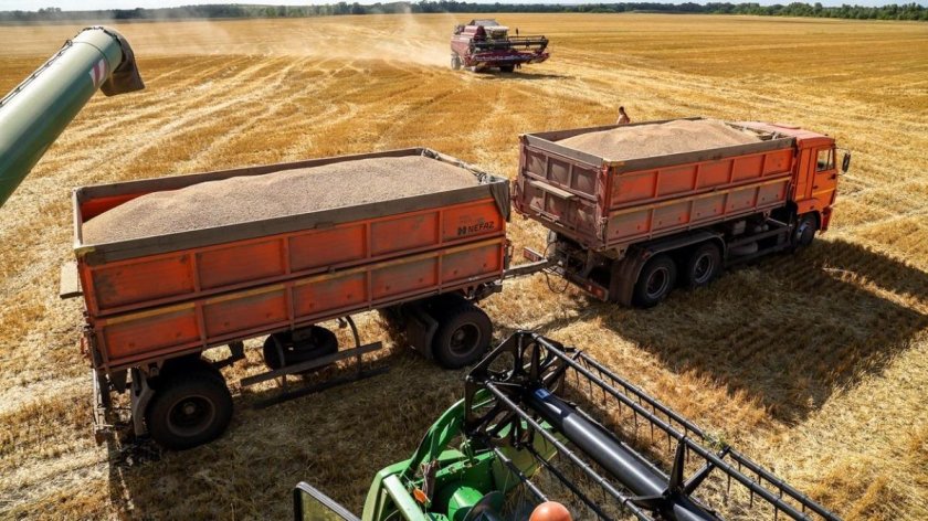 КАМАЗ 55102 зерновоз в поле