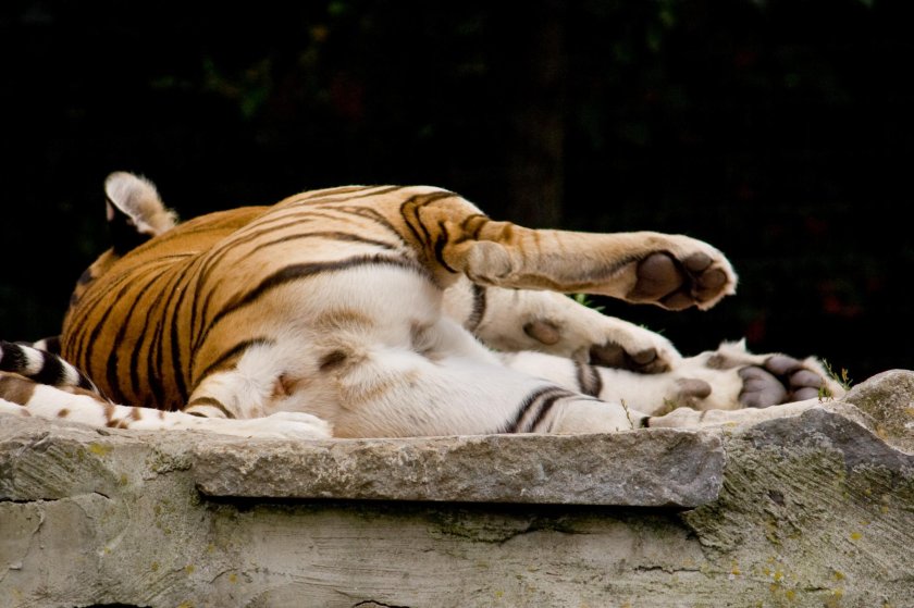 Половые органы тигра и тигрицы