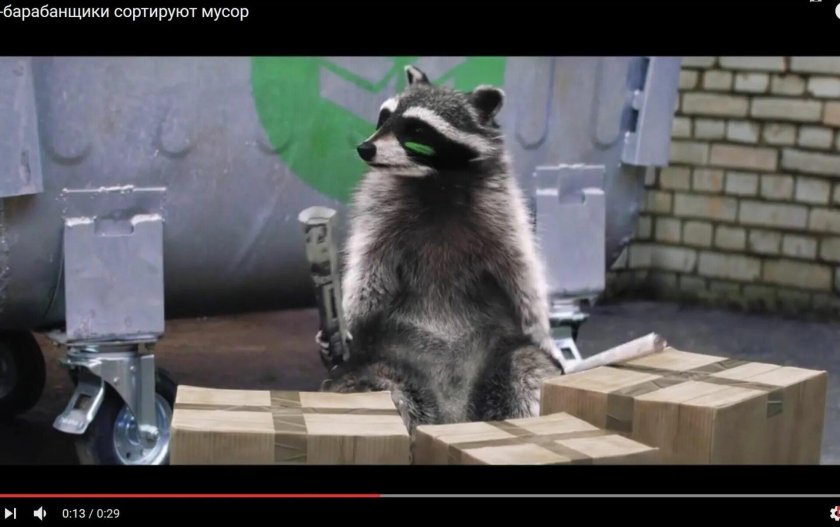 Енот в мусоре