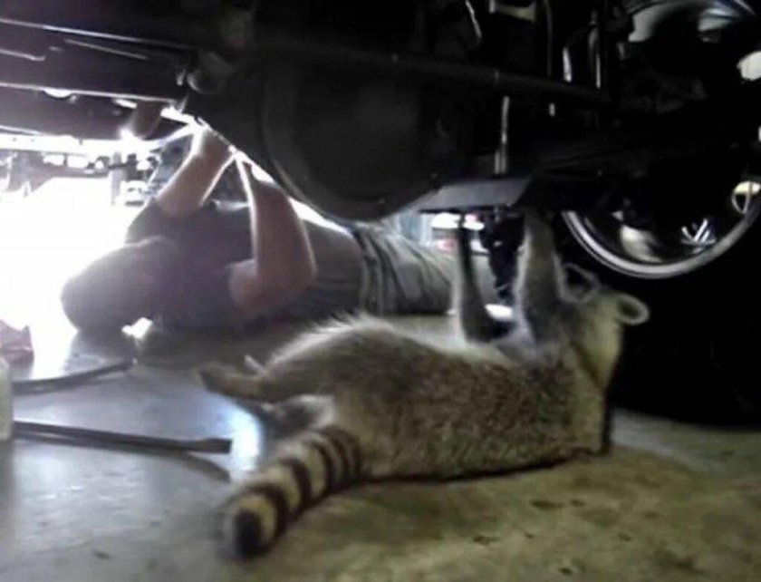 Кот автоменик