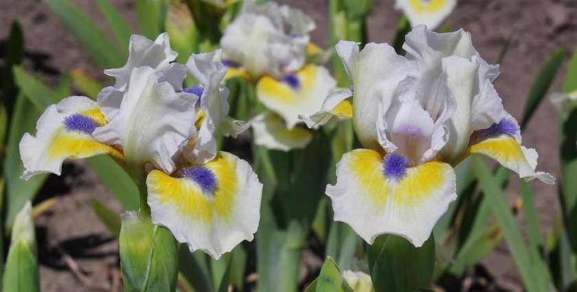 Ирис a little good News