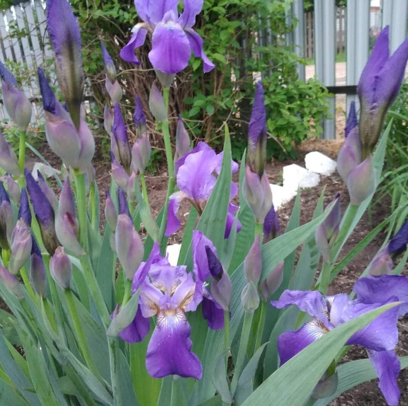 Ирис фиолетовый тонколистный