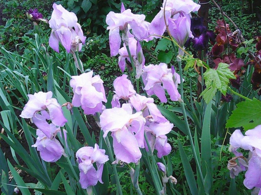 Ирис в