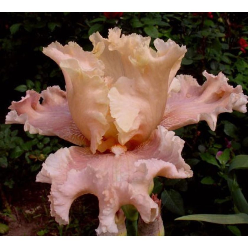 Ирис i`m your Lady