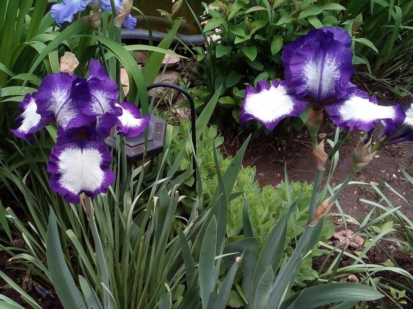 Ирис степпинг аут