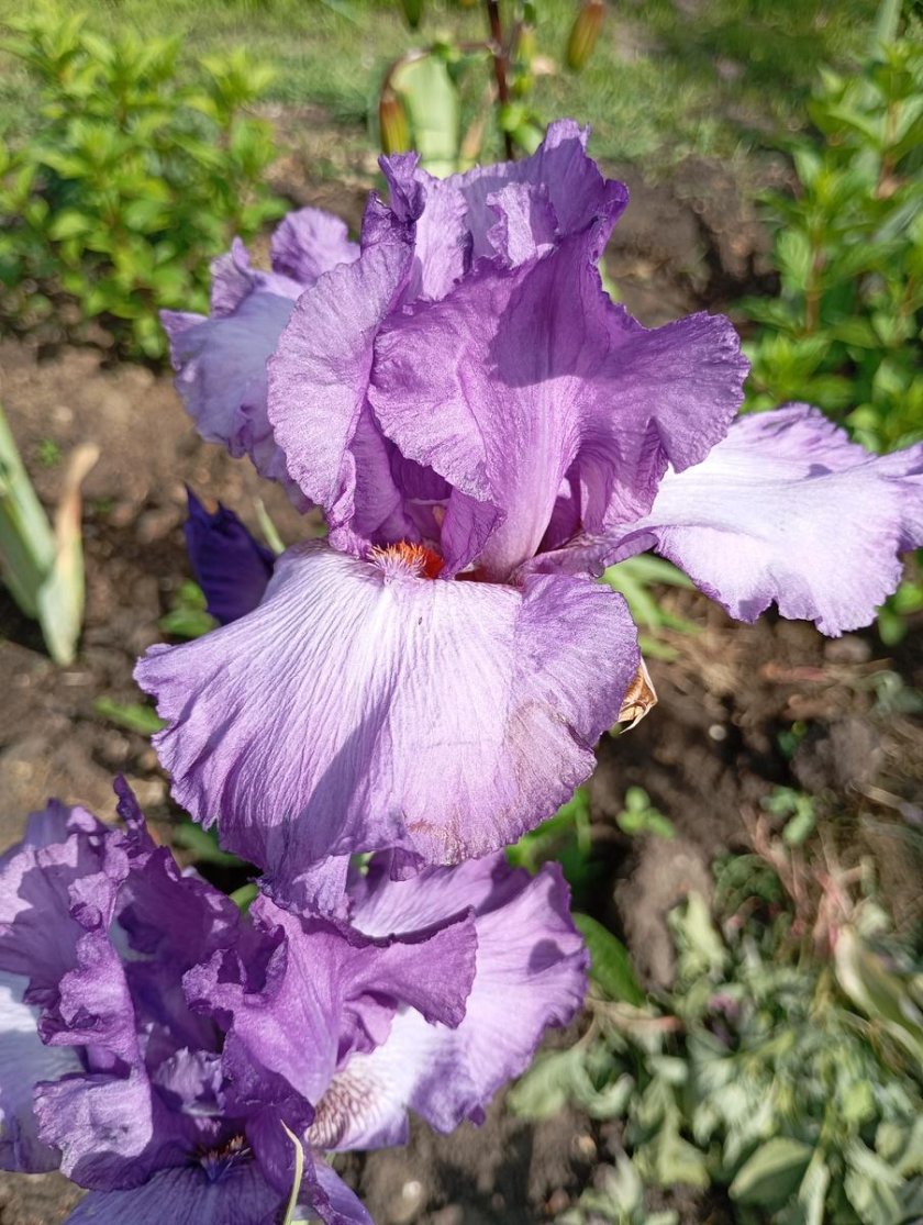 Ирис бородатый аметист флейм