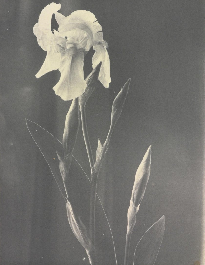 Огава Кадзумаса