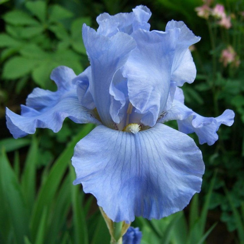 Ирис Блю сапфир