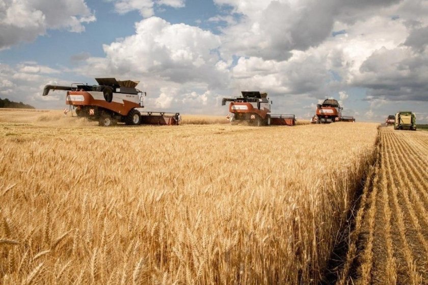 Уборка пшеницы в Курской области 2022