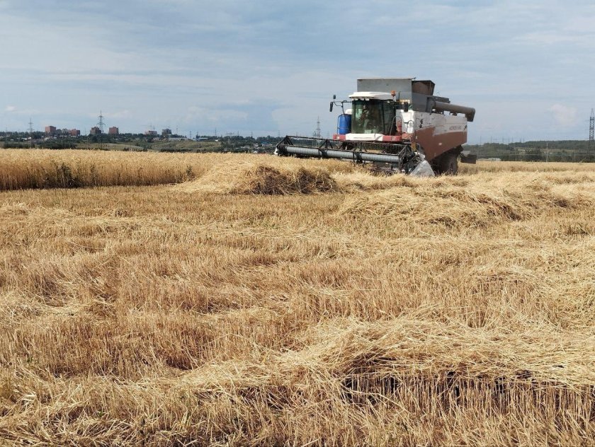 Уборка озимой пшеницы комбайном сампо