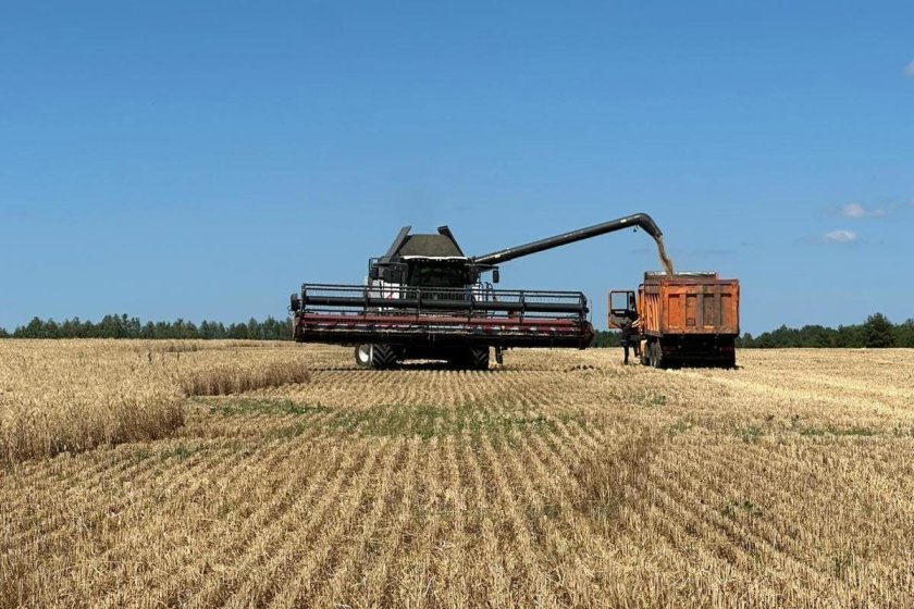 Уборка пшеницы
