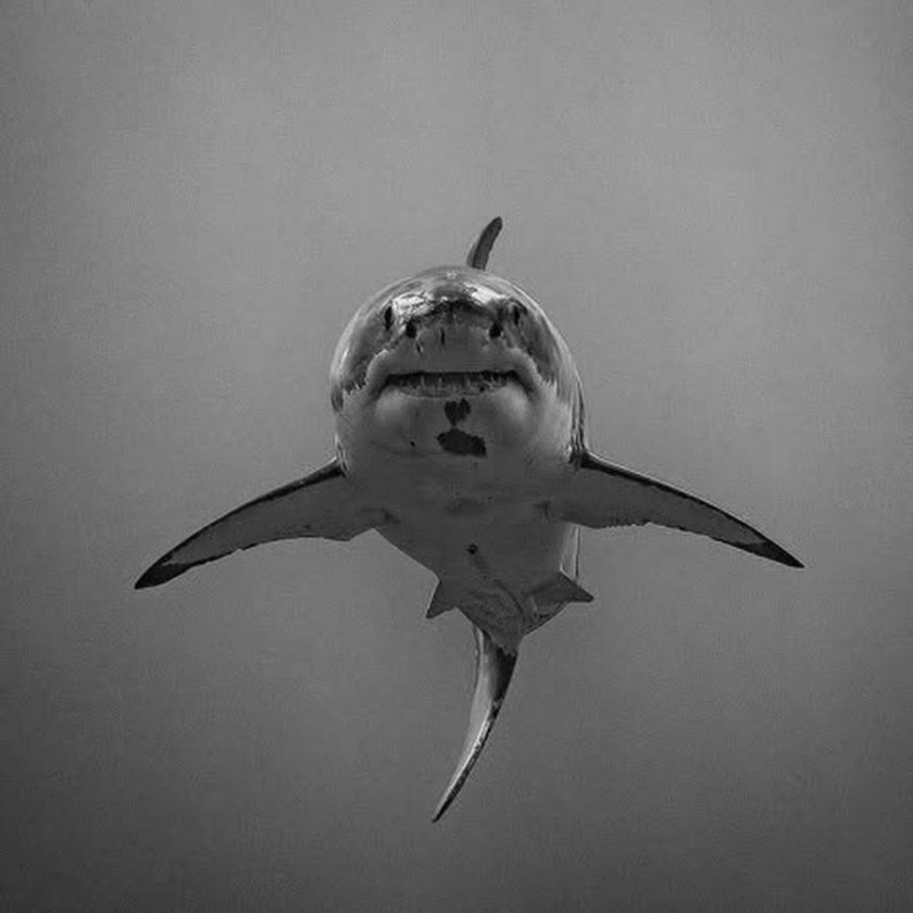 Акула большая белая