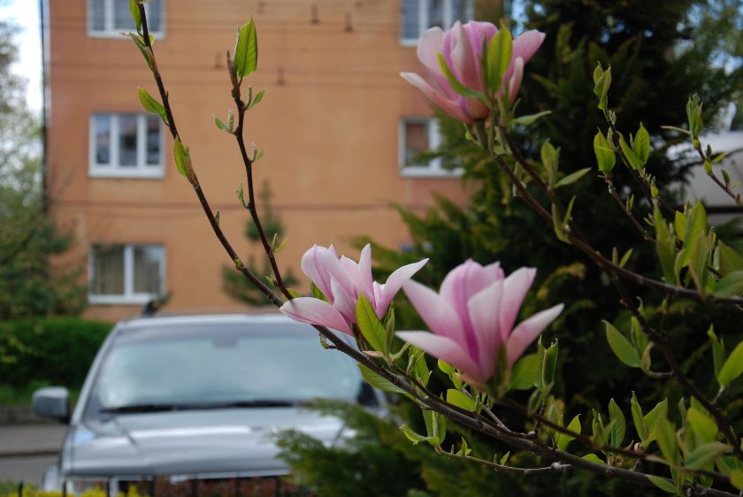 Парк Краснодар магнолии