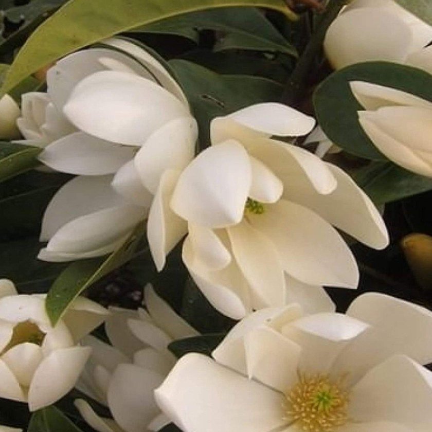 Магнолия повторноцветущая