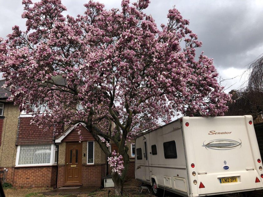 Магнолия в Лондоне