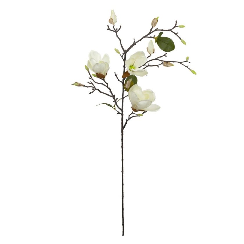 Магнолия зелень