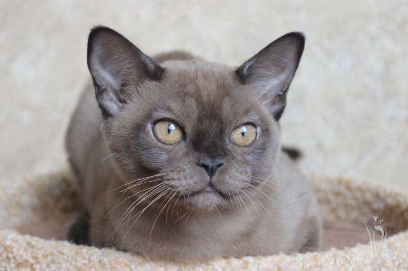 Голубая Бурма