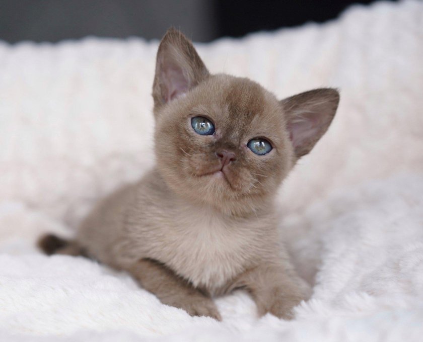 Бурманская кошка