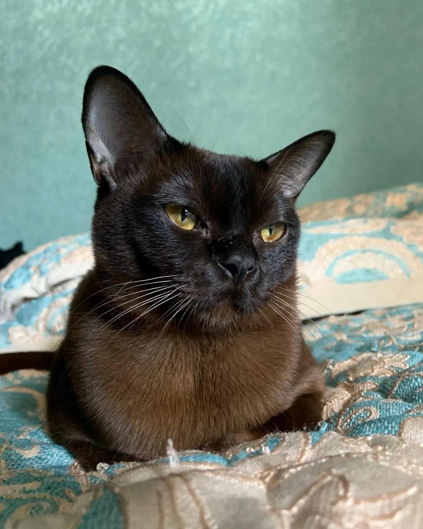 Бурма соболиный окрас