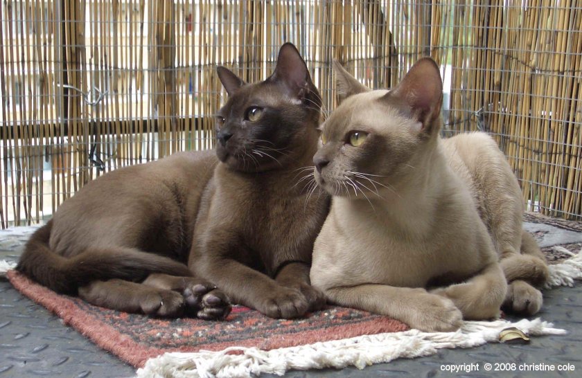 Порода Бурма