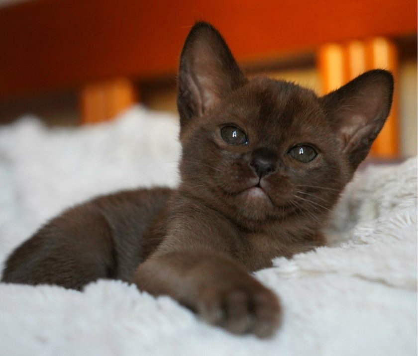 Бурманская кошка