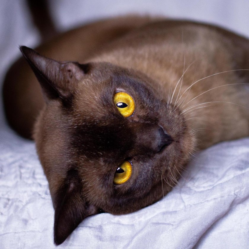 Бурманская кошка
