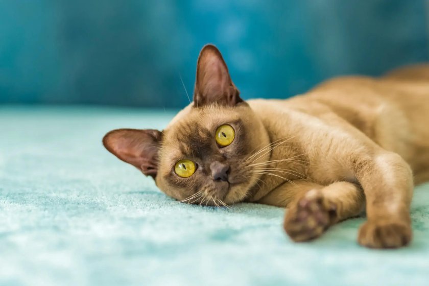 Бурманская кошка